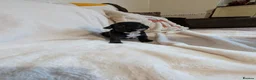 French Bulldog dogs for sale: FRENCH BULLDOG PUPS LOOKING FOR FOREVER HOMES 🐾 - Advert 28