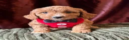 Cavapoo dogs for sale: Real Life Teddys Looking for love  - Advert 12
