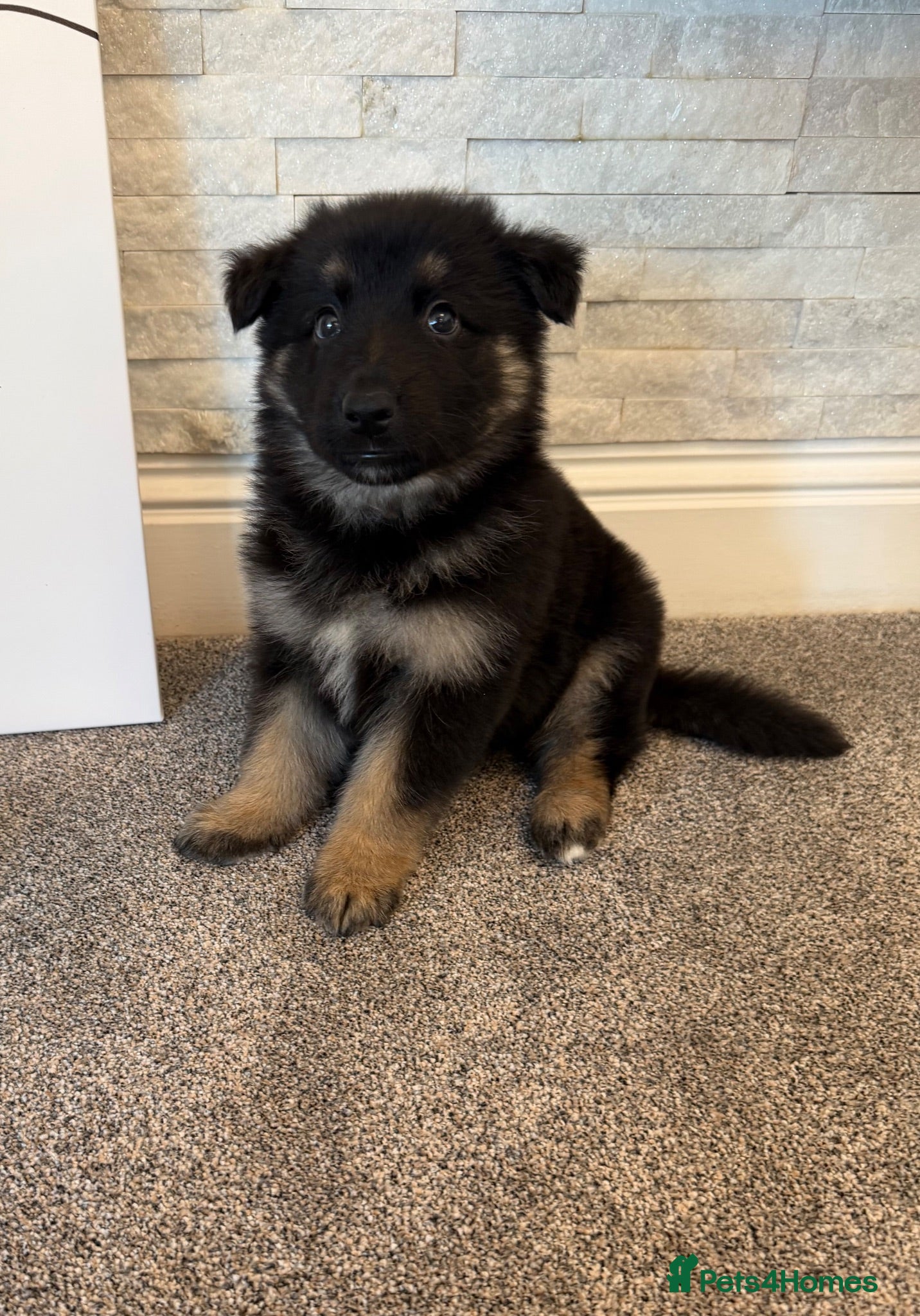 German Shepherd dogs 5Star⭐️Original Straight-Back German Shepherds  - Advert 2