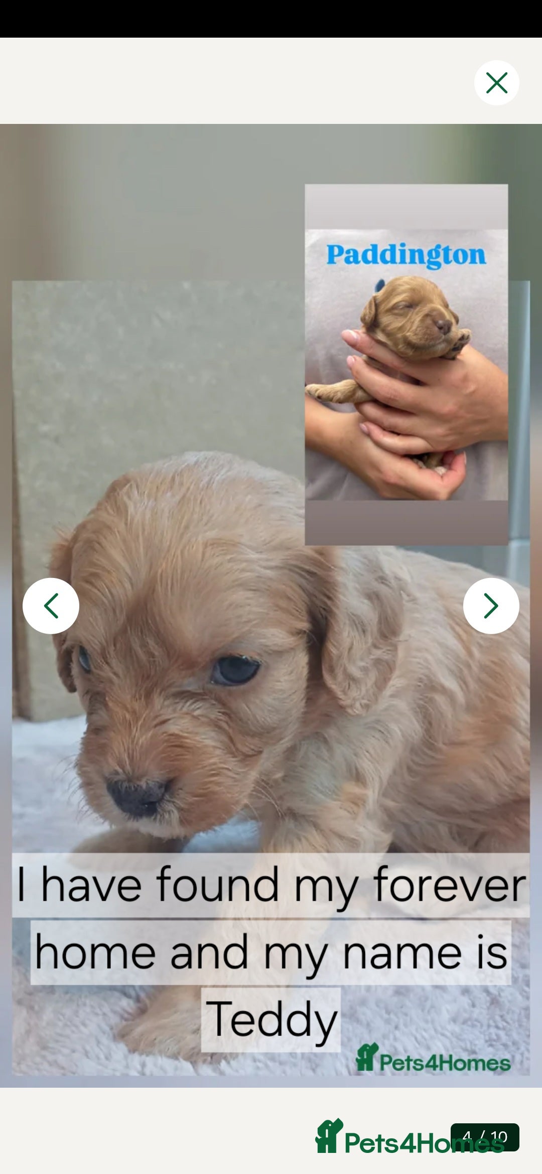 Cavapoo dogs for sale: Peggy's teddy bear picnic - Advert 2