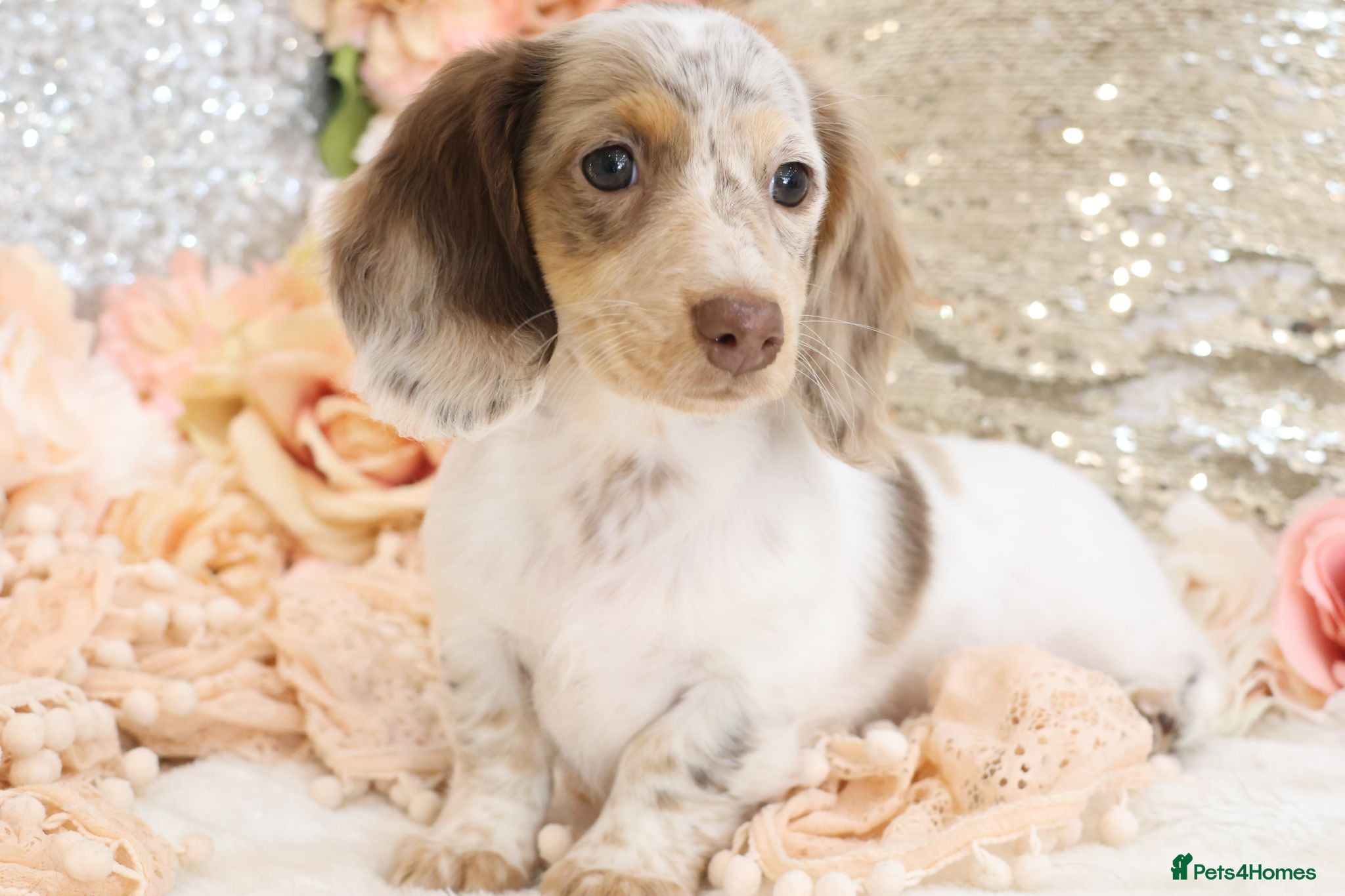 Miniature Dachshund dogs KC Longhair Miniature Dachshund Puppies - Advert 11