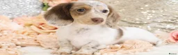 Miniature Dachshund dogs for sale: KC Longhair Miniature Dachshund Puppies - Advert 1