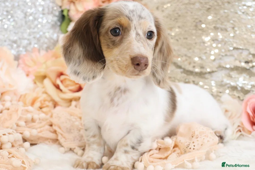 Miniature Dachshund dogs for sale: KC Longhair Miniature Dachshund Puppies - Advert 1
