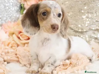 Miniature Dachshund dogs KC Longhair Miniature Dachshund Puppies - Advert 11