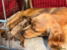 Cockapoo dogs - Advert 7