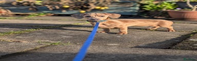 Dachshund Puppy 2