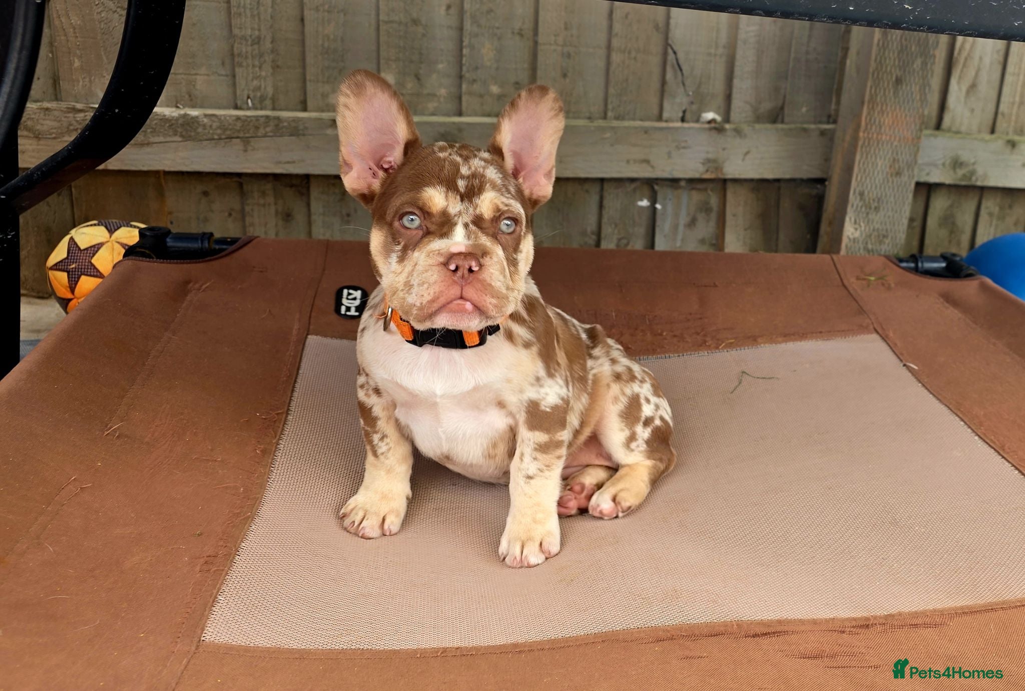 French Bulldog dogs Open for offer  French Bulldog with papers - Advert 11