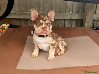French Bulldog dogs Open for offer French Bulldog with papers - Advert 6