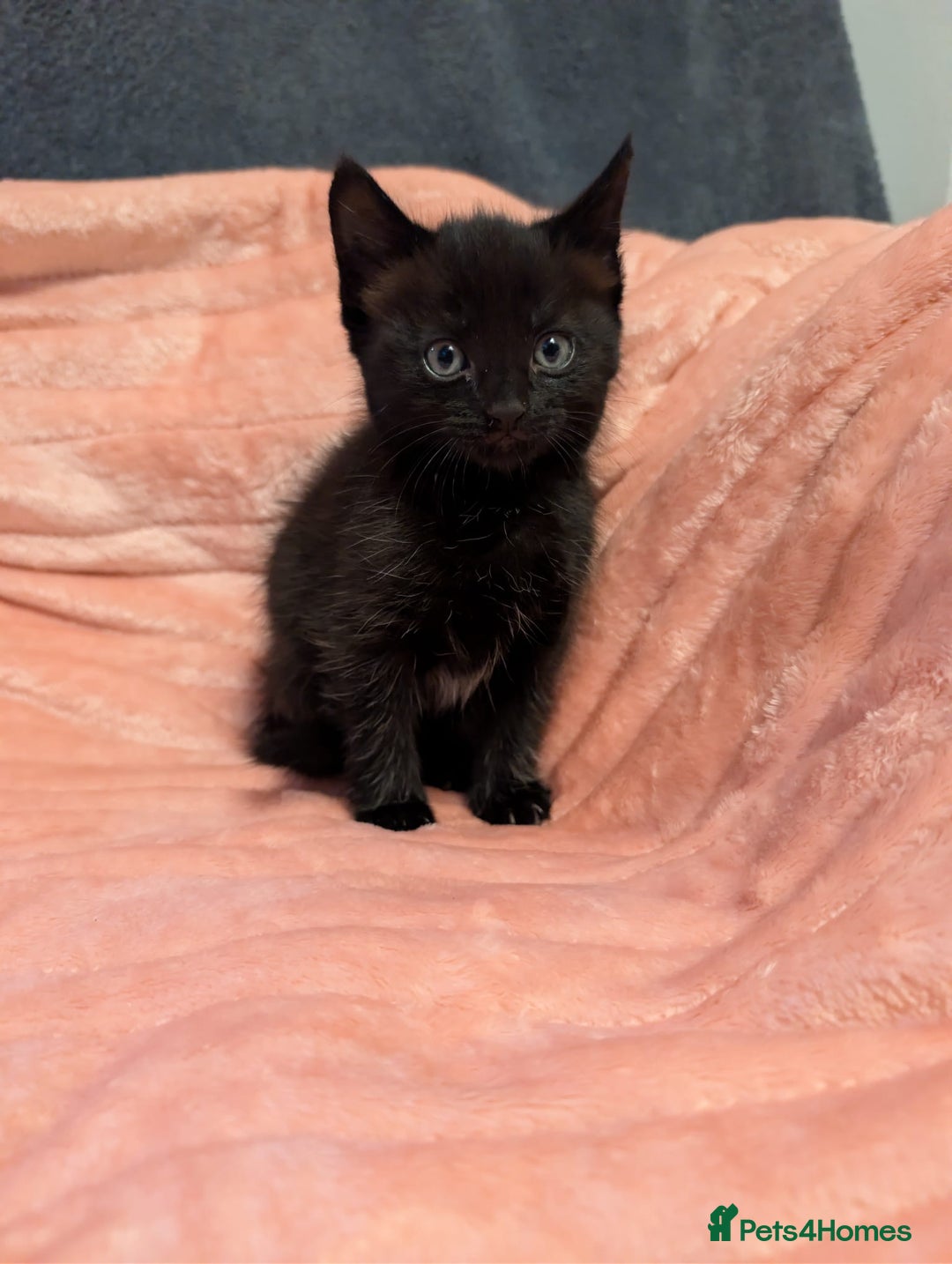 Mixed Breed cats for sale: Beautiful female kittens - Advert 5
