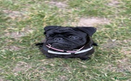 Pug dogs for sale: Pug for sale  - Image 4