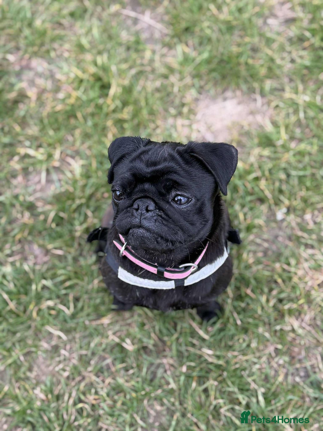 Pug dogs for sale: Pug for sale  - Image 4