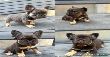 French Bulldog dogs - Advert 8
