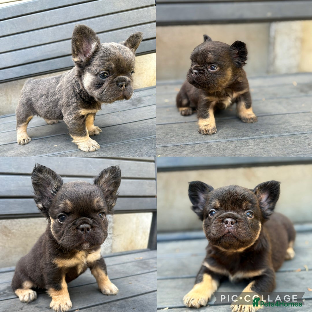 French Bulldog dogs for sale: Beautiful fluffy French bulldog girls pending pink - Image 3