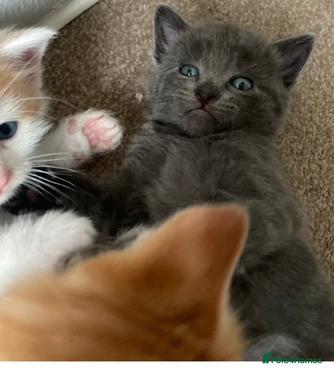 Mixed Breed cats for sale: 5 Beautiful & Friendly kittens for sale  - Advert 32