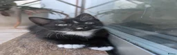 Mixed Breed cats for sale: Black kitten with brown stripes - Advert 4