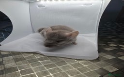 Chinchilla rodents for sale: Gorgeous Hetero beige and standard  kits  - Image 5