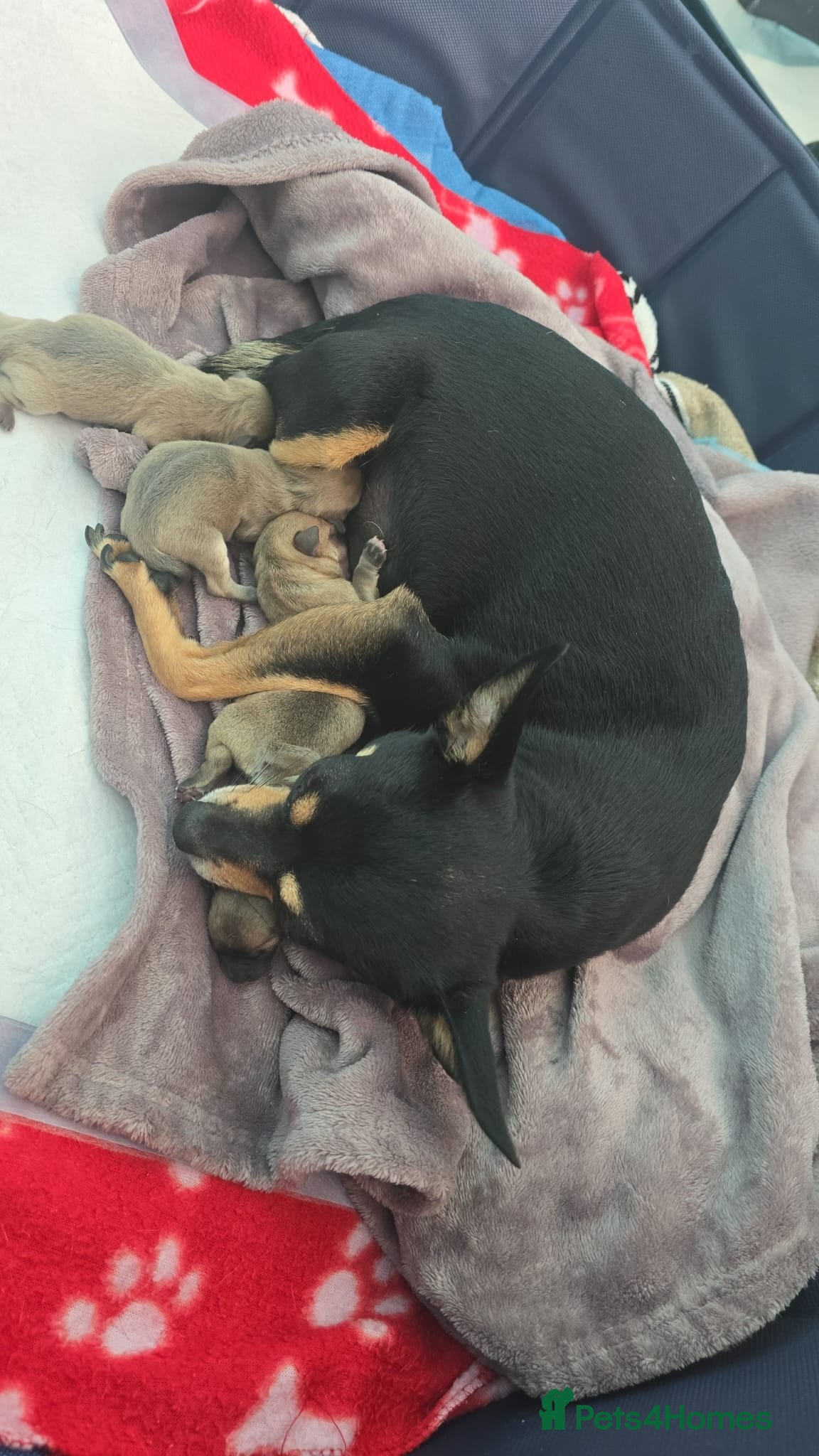 Chihuahua dogs 1 male puppy left  - Advert 18