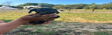 Miniature Dachshund 1