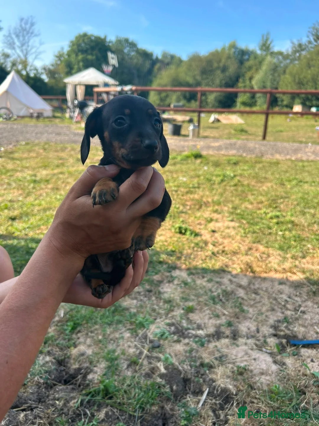 Miniature Dachshund dogs for sale: Miniature Dachshund Pups ready to leave 🐶  - Advert 25
