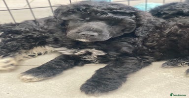Portuguese Water Dog dogs - Advert 15