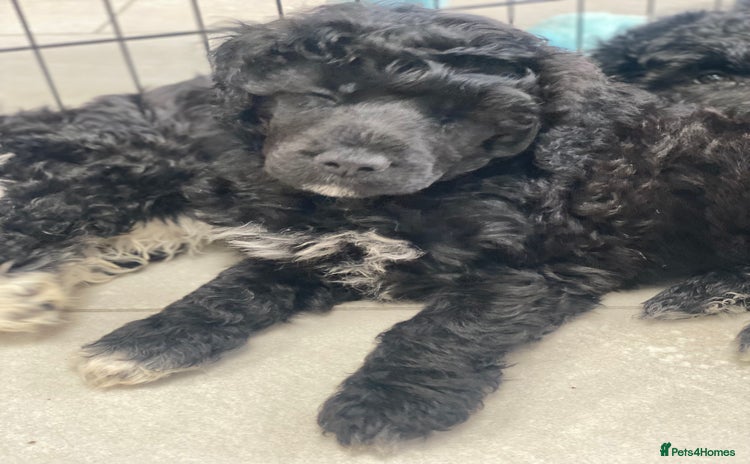 Portuguese Water Dog dogs - Advert 1