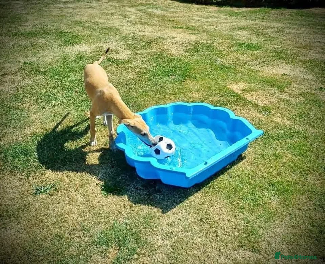 Mixed Breed dogs for adoption: Lyra 6 month old puppy- sweetheart  in Usk - Advert 8