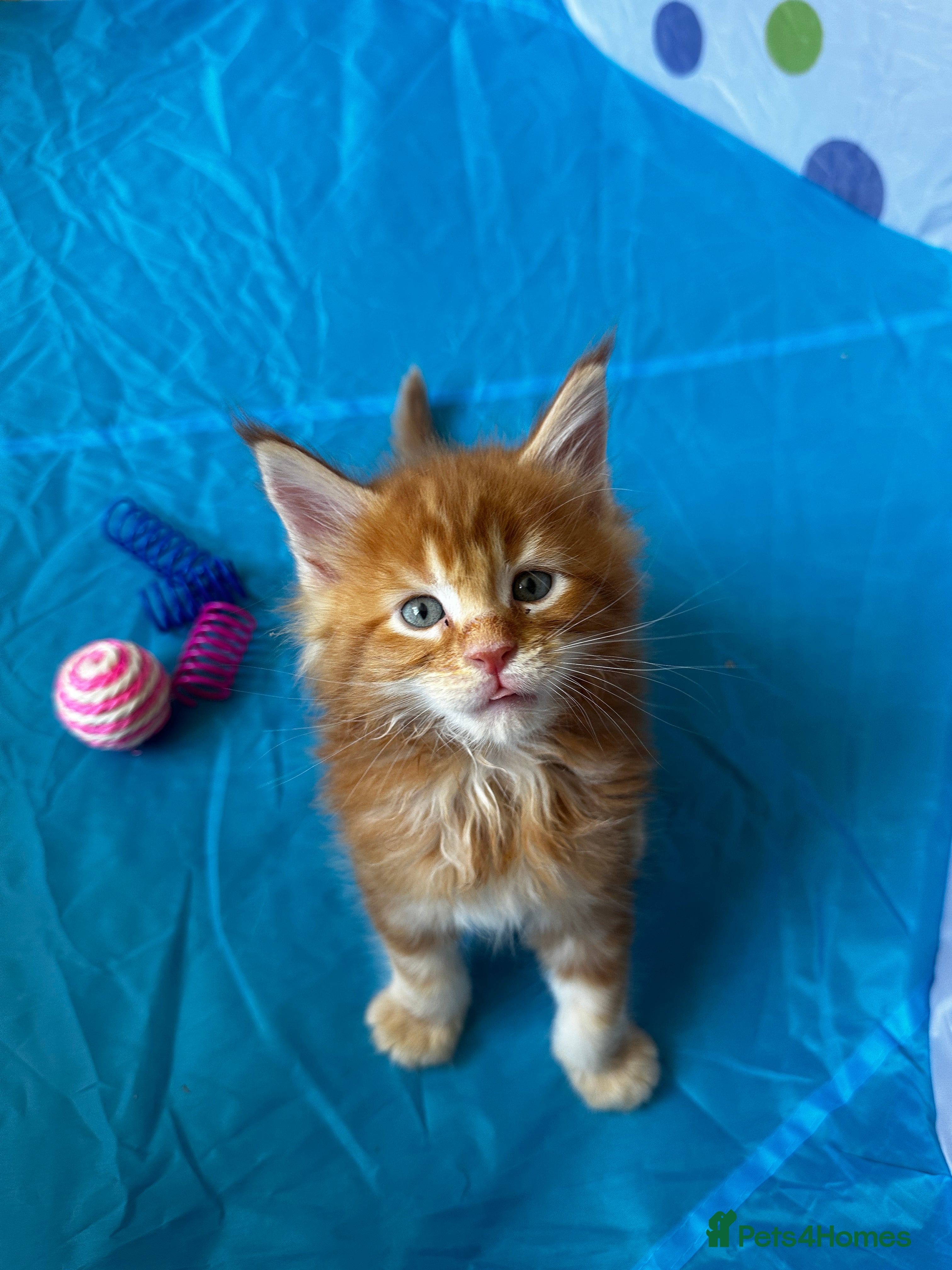 Maine Coon cats Pure bread Maine Coon Kittens - Advert 2
