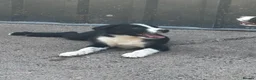 Border Collie dogs for sale: Isds reg border collie pups in Llangadog - Advert 6
