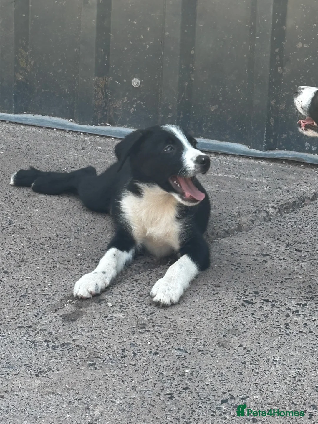 Border Collie dogs for sale: Isds reg border collie pups in Llangadog - Advert 6