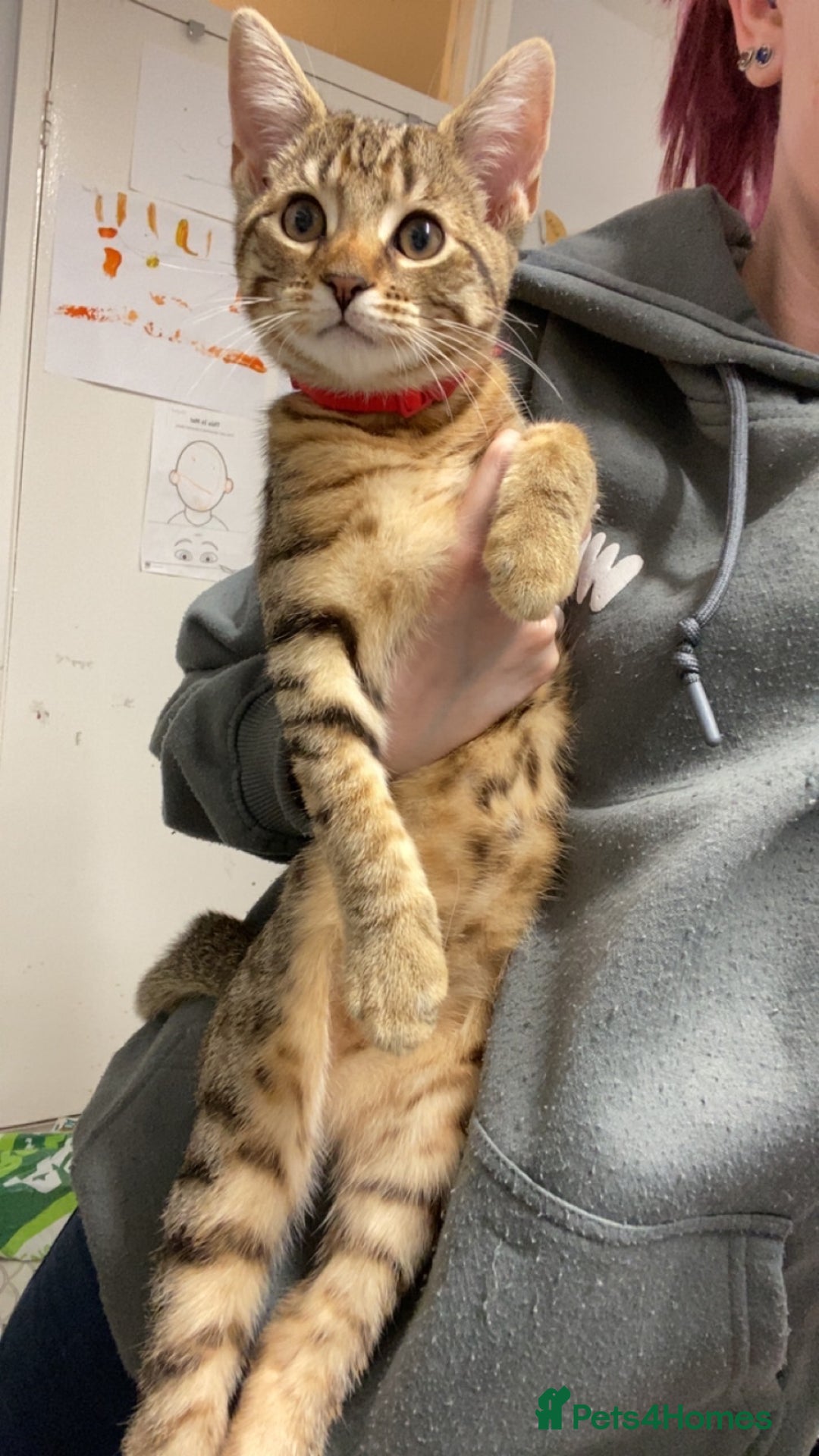 Bengal cats for sale: Bengal cross moggy kittens  - Advert 4