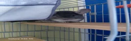 Chinchilla rodents for sale: Chinchilla  in Loughborough - Advert 4