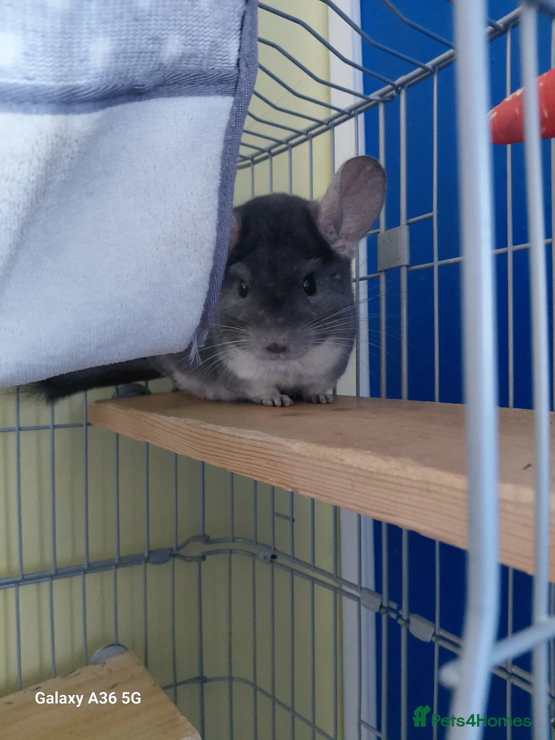 Chinchilla rodents for sale: Chinchilla  in Loughborough - Advert 4