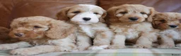 Cavapoo dogs for sale: Stunning Health Tested F1b Miniature Cavapoos - Advert 6