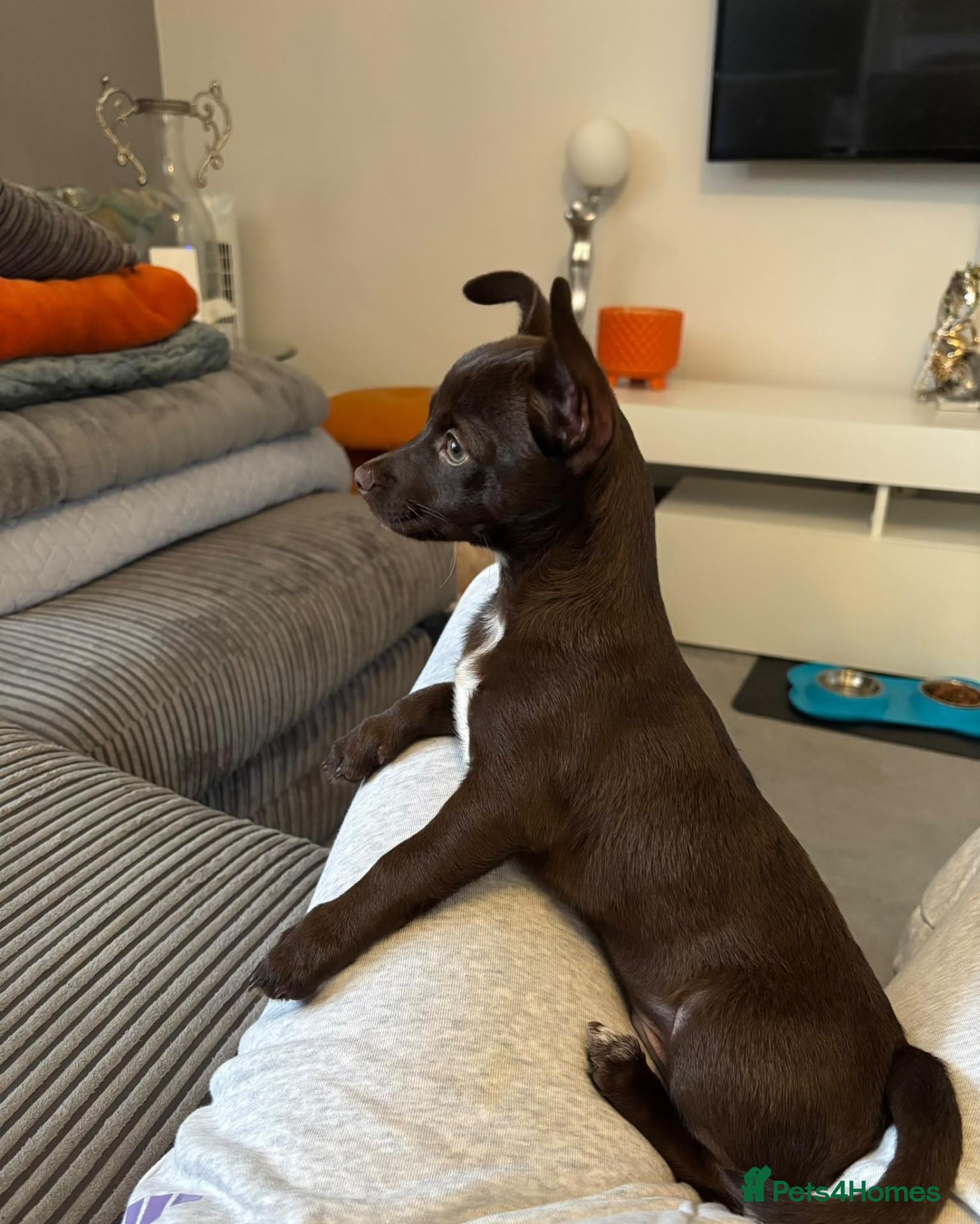 Chihuahua dogs Beautiful Chihuahua Boy for Sale - Advert 2
