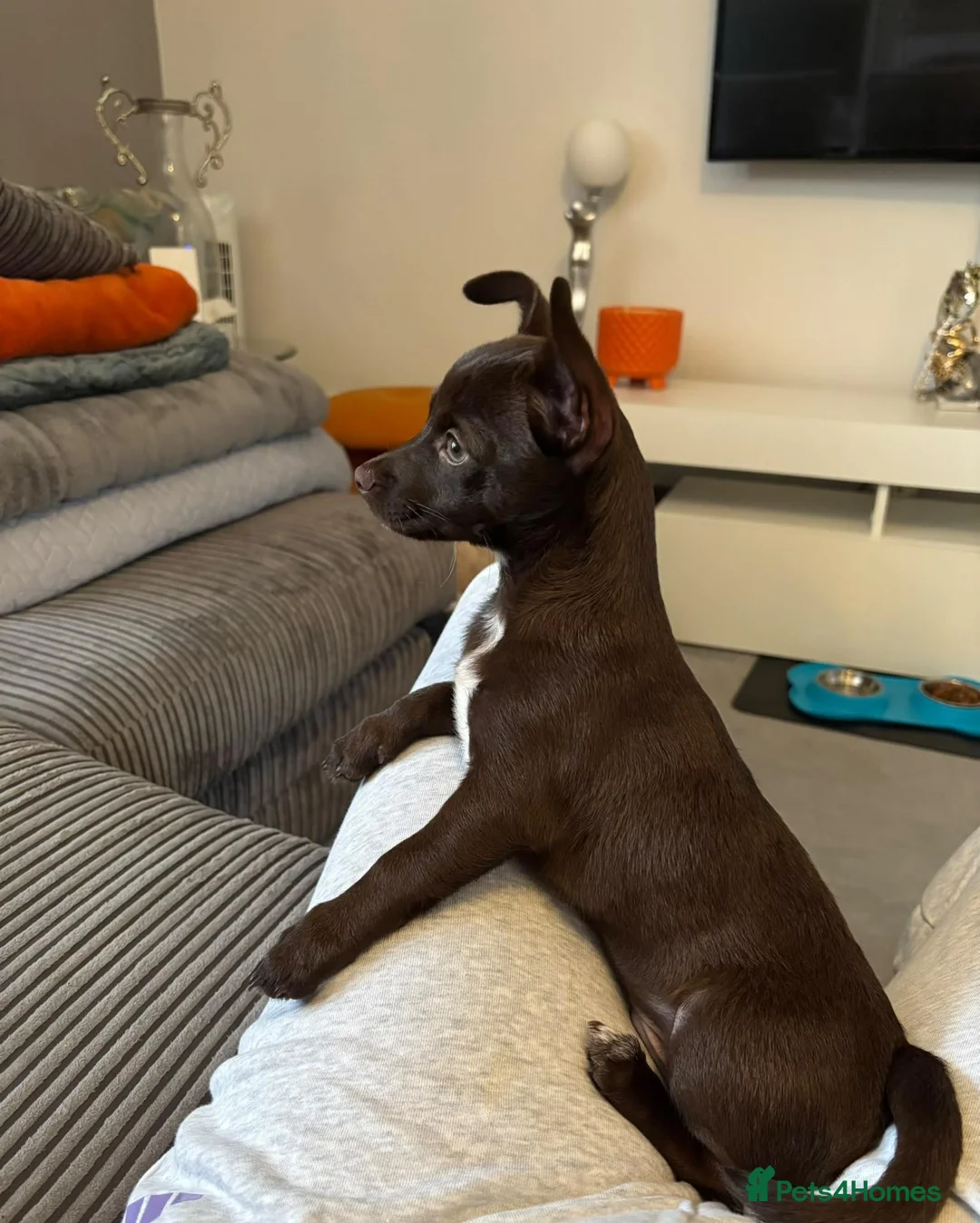 Chihuahua dogs for sale: Beautiful Chihuahua Boy for Sale - Advert 2