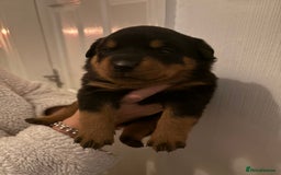 Rottweiler dogs for sale: Rottweiler Puppies  - Image 6