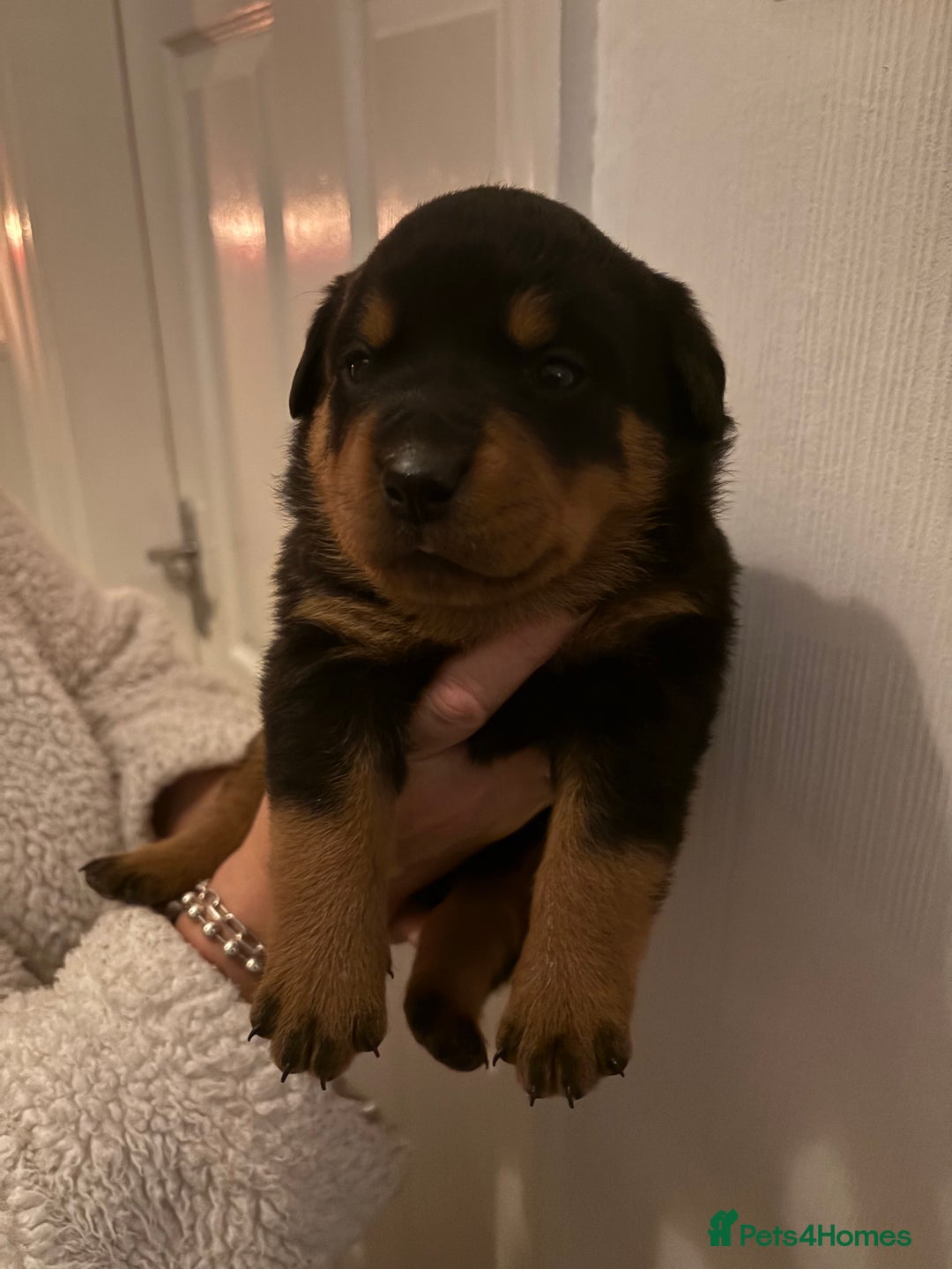 Rottweiler dogs for sale: Rottweiler Puppies  - Image 6