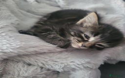 Ragdoll cats for sale: Cutest Ragdoll/Bengal mix kittens. - Image 6