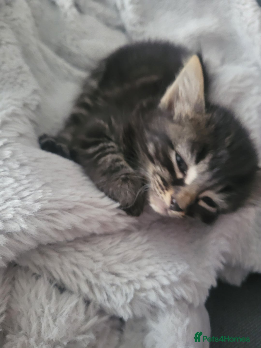 Ragdoll cats for sale: Cutest Ragdoll/Bengal mix kittens. - Image 6