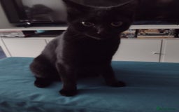 Bengal cats for sale: Zeus Jr and Kathleen - Advert 1