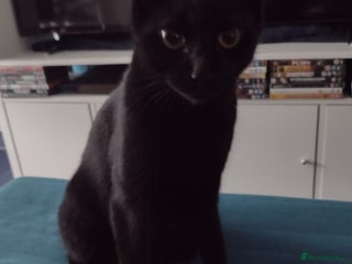 Bengal cats Zeus Jr and Kathleen - Advert 3