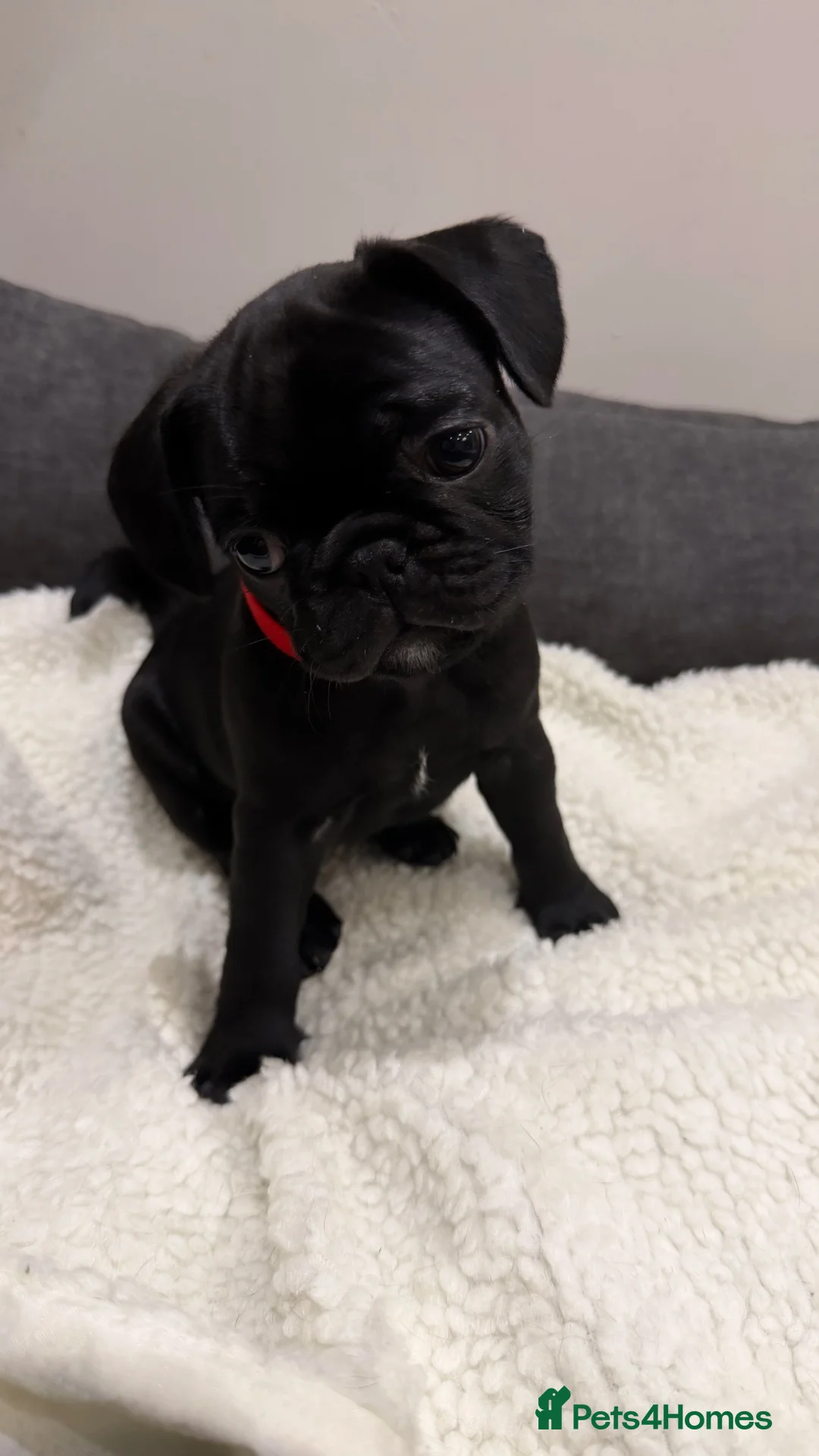 Frug dogs for sale: Beautiful Frug Puppies - Advert 7