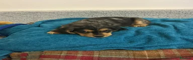 Cockalier 2