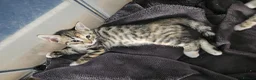 Bengal cats for sale: Bengal X kittens. READY NOW - Advert 4