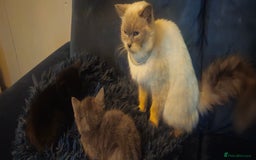 Ragdoll cats for sale: Ragdoll x kittens  - Image 16