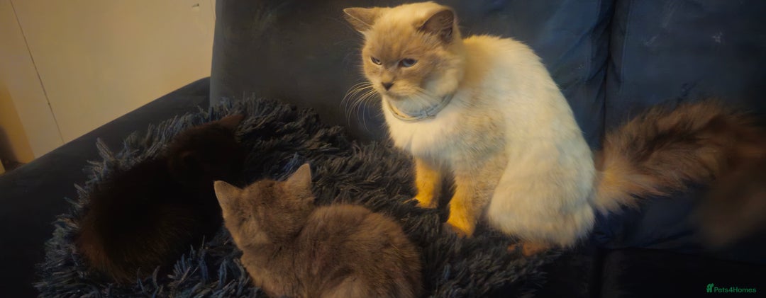 Ragdoll cats for sale: Ragdoll x kittens  - Image 16