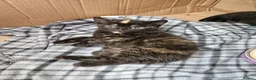 Mixed Breed cats for sale: 4 beautiful kittens in Middlesbrough - Advert 16