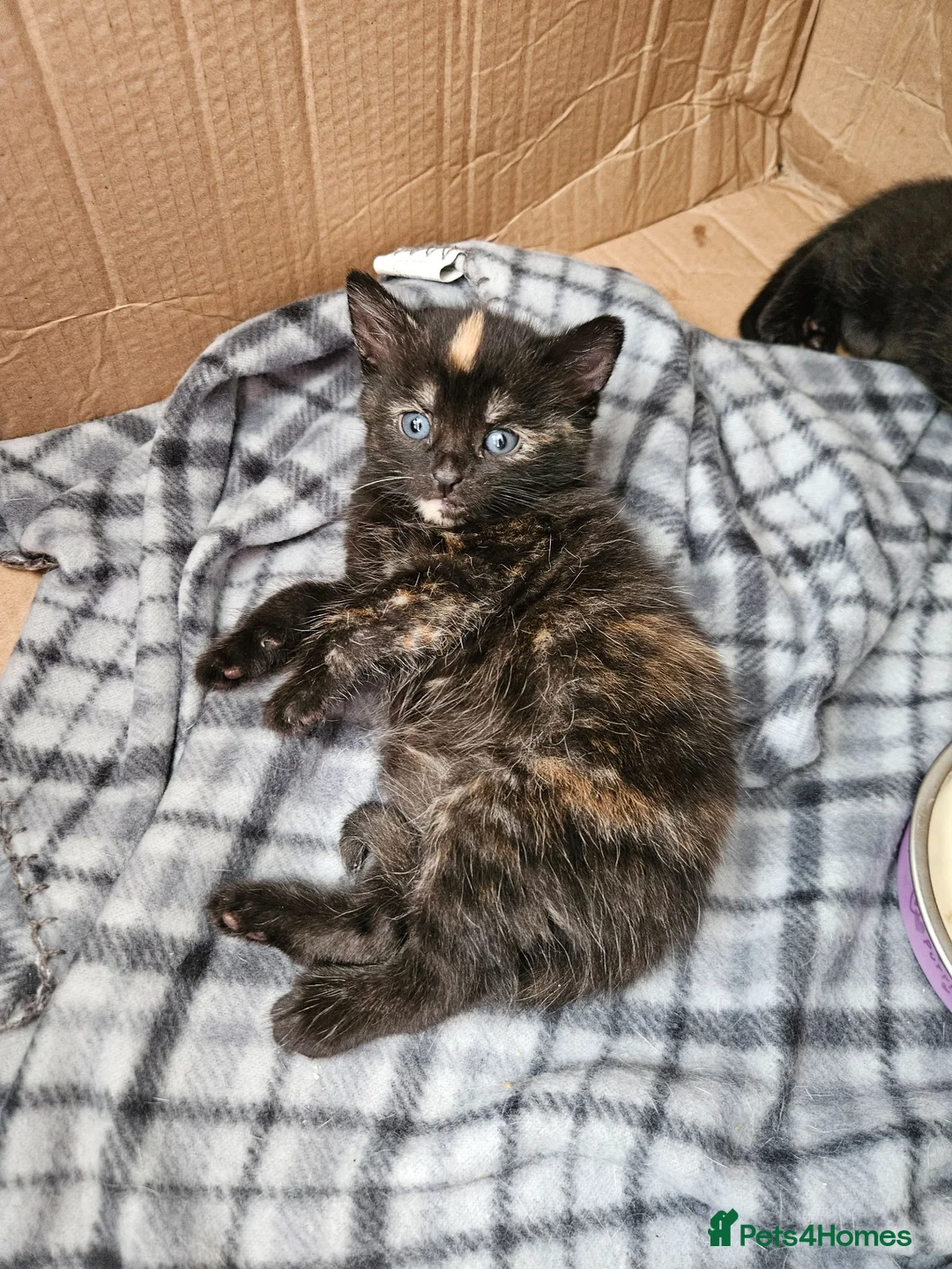 Mixed Breed cats for sale: 4 beautiful kittens in Middlesbrough - Advert 16