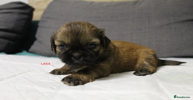 Shih Tzu dogs - Advert 6