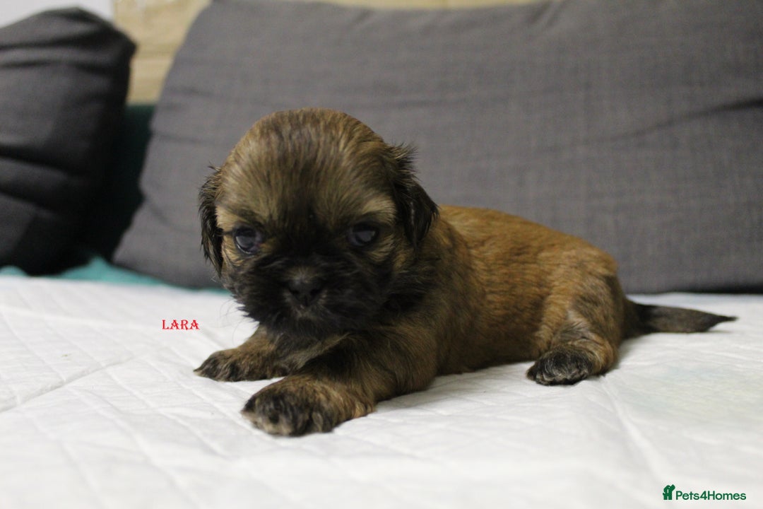 Shih Tzu dogs for sale: LOVELY SHIH TZU PUPPIES  - Image 3